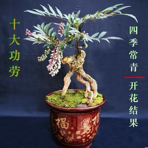 细叶十大功劳小老桩四季长青绿植刺黄莲庭院阳台开花结果盆景