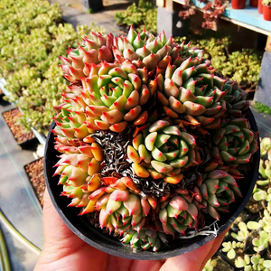 【初见花圃】美妮王妃群生多肉植物王妃美尼晃姬莲系手捧群生状态