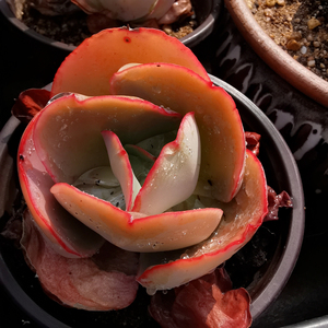 【初见花圃】蓝色妖姬法国皇后多肉植物包菜三仙之一脱土发货紫色