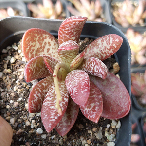 【初见花圃】赤兔水泡多肉植物贵货绿植花卉组合沈阳大棚现货