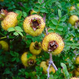 野生新鲜 刺梨根刺梨子干果 刺栗子刺金樱子干果开胃果 泡水 止吐