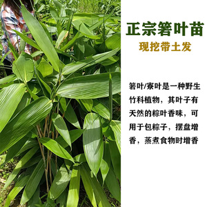 粽叶苗野生箬竹苗阔叶箬竹庭院竹类粽子叶竹别墅小区绿化用苗盆栽