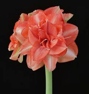 11月发货 贝尼托 荷兰进口重瓣朱顶红种球 橙色花 岁月如歌园艺