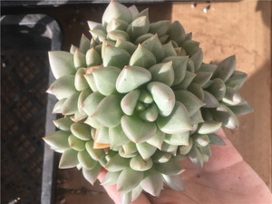 玉珠东云多肉