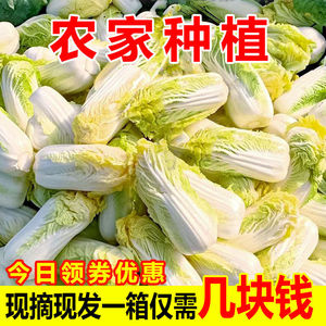 娃娃菜新鲜高山有机娃娃菜小白菜黄心菜精品娃娃菜火锅菜整箱包邮