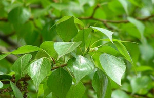 新货杨树叶白杨树叶煮水新鲜晒干1斤包邮枫杨树叶 大杨树叶中药材