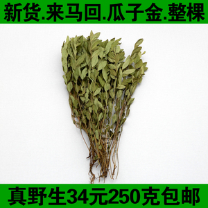 今年新货正品野生瓜子金中草药 来马回 勒马回 辰砂草 惊风草包邮
