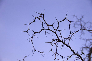 天然野生酸枣刺耳钉 防过敏消炎枣刺耳钉耳洞 枣枝刺消炎植物耳钉