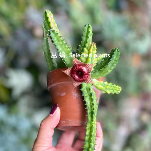 丛蜗 |犀牛角锦多肉植物稀有自然锦开花好养萝藦科办公桌面盆栽