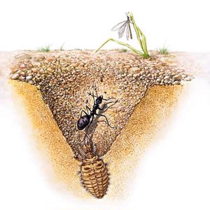 蚁狮活物土牛沙猴金沙牛活体沙鸡老笼子沙王八地牯牛缩老倒沙牛干