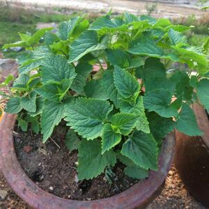 五香叶种苗藿香苗鱼香叶苗大茴香苗大粪香苗藿香种子盆栽五香叶苗