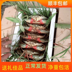无绳净重两斤装东山岛野生咸水螃蟹菜鲟肉蟹海鲜活青蟹4~6只包活