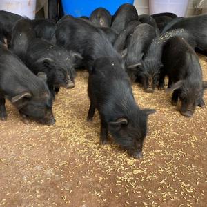 黑猪活猪出售小猪仔活苗成年大型猪崽种猪怀孕母猪散养黑猪活物