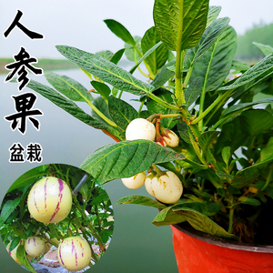 人参果树苗盆栽绿植四季带果带花发货南北方适合大苗阳台庭院观赏