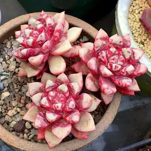 血斑回声 多肉植物 血燕血莺多肉 一物一拍 阿常的花园