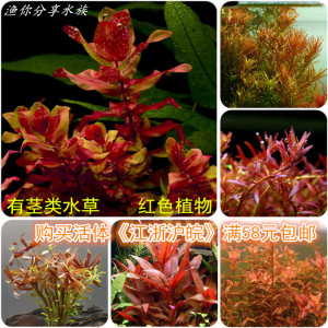 水族造景真水草 大红梅红丁香红蝴蝶血心兰大红叶红宫廷 水草活体图片