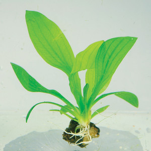 青旦头水草活体