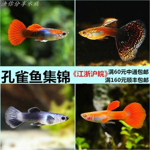 热带孔雀鱼凤尾胎生鱼公母配对全红熊猫蕾丝巴西观赏水族活体