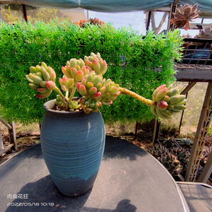 多肉老桩肉肉植物 香格里拉群生桩  一物一拍