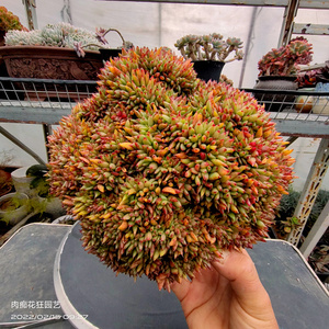多肉植物 魅灵大群缀化 一物一拍