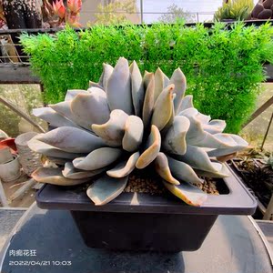 多肉植物 芭比诺 一物一拍