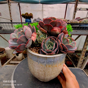 多肉植物 蓝粉台阁精品自然无砍大群生桩 一物一拍