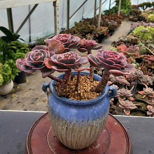 粉台阁多肉植物