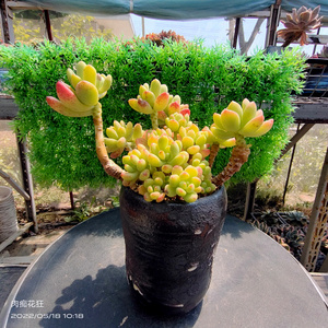 多肉植物 香格里拉老桩  一物一拍