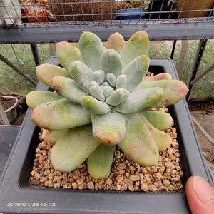 拇指仙女杯帕奇飞图