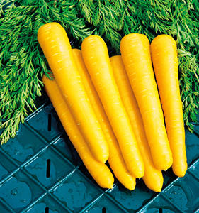 新疆传统抓饭专用黄萝卜家庭园艺庭院屋顶种植盆栽