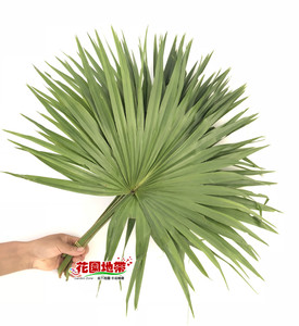 文竹蒲扇叶 水培龟背叶 天竺少女小天使叶材花艺插花全国鲜花速递