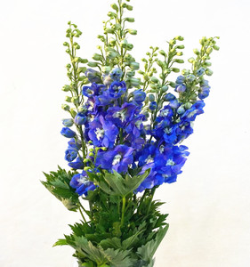 国产大飞燕鲜花 高端大花瓶插花前台形象插花 生日礼北京同城速递