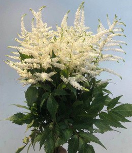 莱太市场 荷兰进口花卉 白落新妇 astilbe 生日爱情礼物 鲜花速递