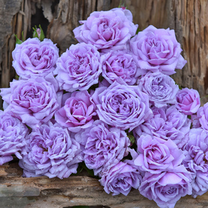 琴川园艺蓝色天空青空日月月季多头四季耐热抗病玫瑰庭院开花植物