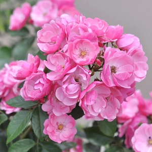 【琴川园艺】安吉拉欧月月季经典四季开花大藤本庭院攀缘玫瑰花苗