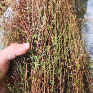 揭阳深山纯天然四叶莲新鲜山货四合莲 潮汕青草四合梅 天良草干货