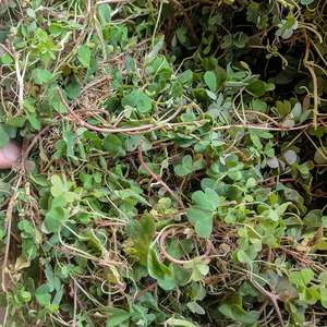 原生态黄花酢浆草新鲜 酸浆酸酸草中草药斑鸠酸三叶酸潮汕盐酸鸡