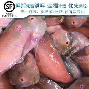 潮汕惠来野生海鲜水产红老鼠鹦哥英歌大皮刀马头甘鲷鱼500g