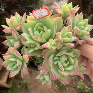 翡翠塔多肉植物老桩群生超大一物一拍多头新品绿植花卉包邮盆栽