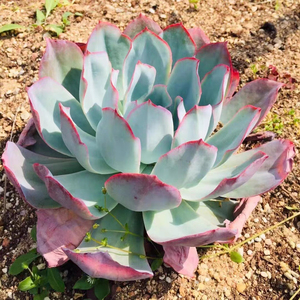 美国蓝光多肉一物一拍正版老桩群生超大包邮多头广寒宫三仙绿植花