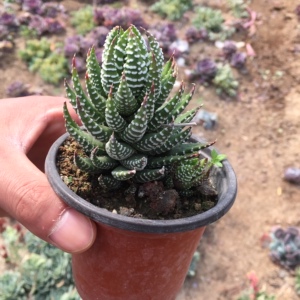 鹰爪多肉十二稿条纹十二卷芦荟琉璃殿组合盆栽包邮一物一拍防辐射