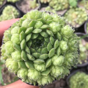 草莓卷娟多肉植物大红卷娟观音莲长生草易爆盆清仓包邮组合盆栽