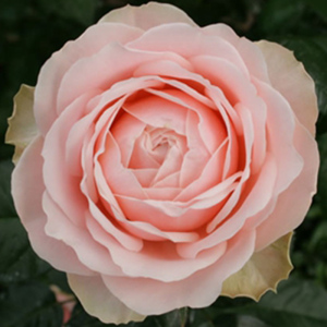 娇媚昂热城堡/1加仑/原土原盆/扦插苗/月季花包子花型灌木丰花