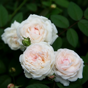 粉妆楼玉玲珑中国古老月季浓香庭院阳台玫瑰盆栽抗病勤花好养