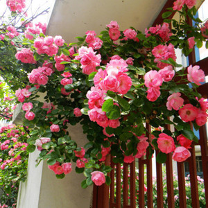 简单室外大型花园花圃稀有浓香型植物北方庭院蔷薇花花卉