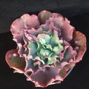 昆明多肉阁 嘉年华多肉 包菜 多肉植物 一物一拍