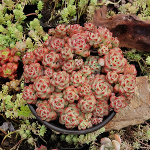 昆明多肉阁 焦糖精灵多肉植物 多头