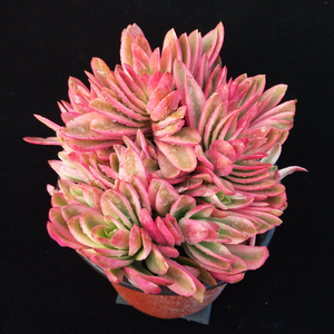 昆明多肉阁 火炬 火祭 火炬锦 群生多肉植物