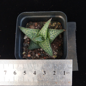 昆明多肉阁 龙鳞多肉 十二卷 多肉 植物