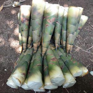 竹笋新鲜现挖 广西甜笋大头笋笋尖 夏笋野生竹笋苦竹笋包邮坏包赔